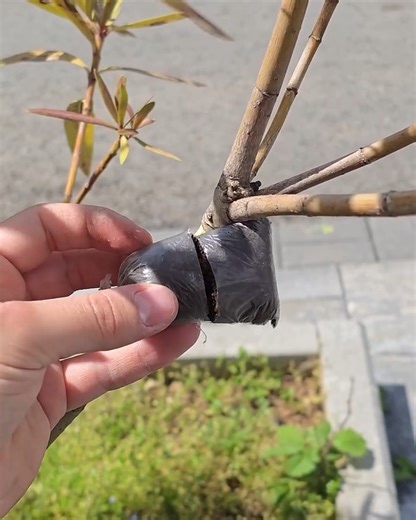 Air-layering grafting | Genius Club - Asia