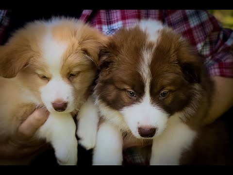 8 week old chocolate sable and red and white border collie puppies looking for their forever homes