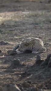 A leopard stalking impalas here in Kruger National Park | Nombekana Safaris and Wildlife Photography