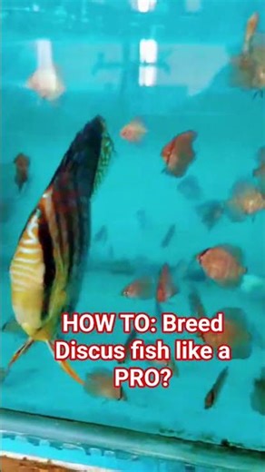 HOW TO: Breed Discus fish like a PRO?