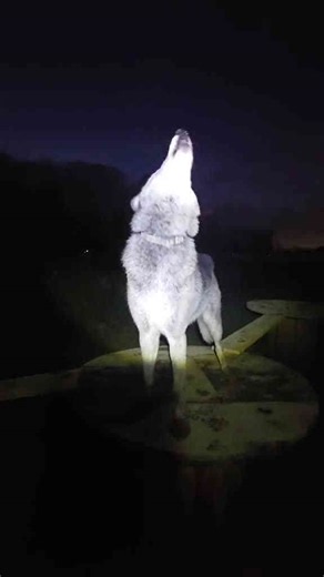 Wolf howls into the night right in front of the camera