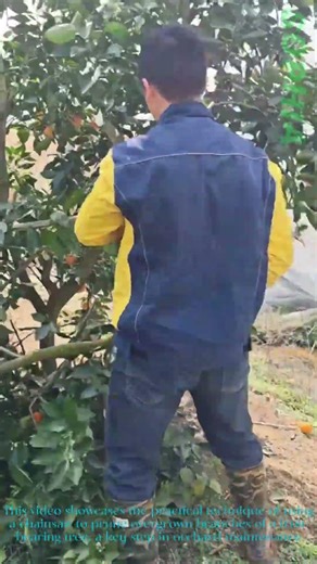 Pruning Fruit Trees: Efficient Chainsaw Trimming for Better Harvests!