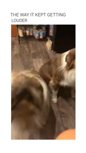 Rough Humor on Instagram: "This video demonstrates a behavioral challenge where a dog is asked to hold a fragile object in its mouth without breaking it. The Subject An Australian Shepherd, a breed known for high intelligence and physical coordination, is shown holding a raw egg. The Mechanism The dog utilizes "soft mouth" coordination, a trait where canines use precise control of their jaw muscles to carry objects without applying significant pressure. This requires inhibition of the natural bi