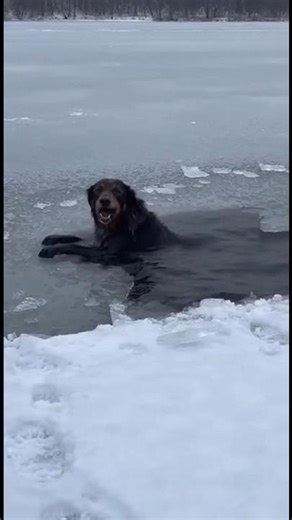 TEAMWORK WINS! 🤝 Bystanders Pull Hero and Dog From Ice with Perfect Rope Snatch!