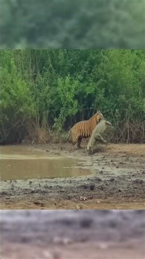 Dramatic Wildlife Clash Huge Bengal Tiger Captures Baby Crocodile