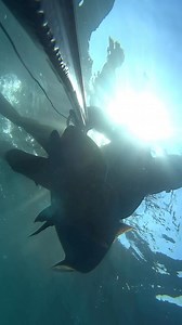 20K views · 939 reactions | PATHOS SNIPER This next generation...