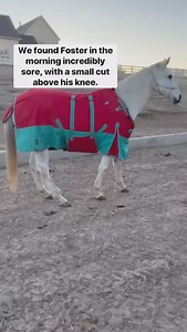 Foster came in for breakfast very lame on his front left leg and with a laceration above his knee. We put a compression wrap on and gave him medicine for pain, but he made no improvement, so Dr. Metcalf came out. We were all shocked to discover that Foster had fractured his radius. Due to the location and the laceration, this was most likely caused by being kicked by another horse. Fortunately, the fracture is stable, so it can be managed without a risky and painful surgery. Dr. Metcalf set up a