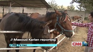 Persian horses in Iran