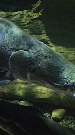 🌊 Massive Arapaima! The Giant of the Amazon River! 🐟