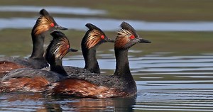 Eared Grebe Similar Species to, All About Birds, Cornell Lab of Ornithology