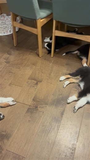They listen so good 🥹🥹 Hard to believe how big they are! 8 weeks old and they start going to their new homes next week! #oldtimescotchcollies | Fiddlesticks Farm