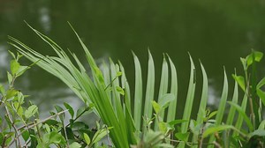 Houseplants with Large Leaves