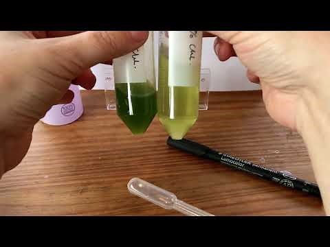At home chlorophyll extractions and dilution series