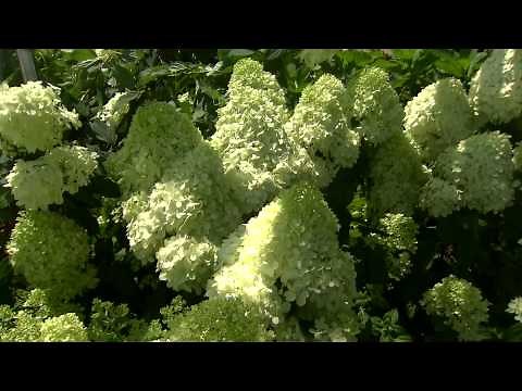 Paniculata hydrangeas have lovely cone-shaped flowers