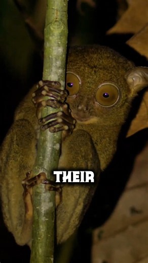 This animal has eyes almost as big as its brain!#Tarsier, #Wildlife, #Animals