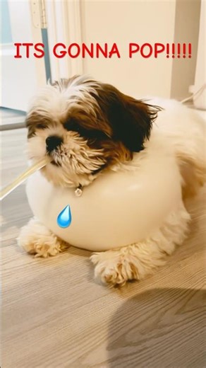 Shihtzu water inflation and deflation #funny #shorts