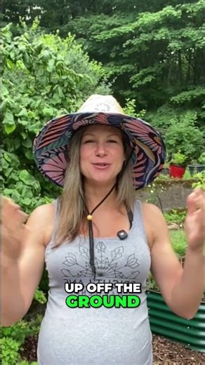 The Raspberry Trellis That Doubles Your Harvest