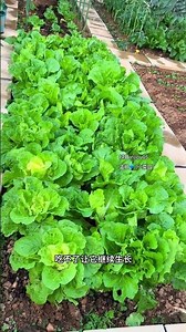 Creamy quick-growing vegetables grow fast and are easy to cultivate. Just sprinkle seeds a