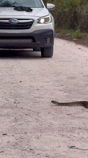 some footage of the three large Eastern Diamondback Rattlesnakes which i’ve had the immense pleasure of encountering recently #herping #snakes #lorde #rattlesnake | adventorin
