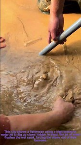 Clam Digging with Water Jet: Fisherman Flushing Clams from Sand
