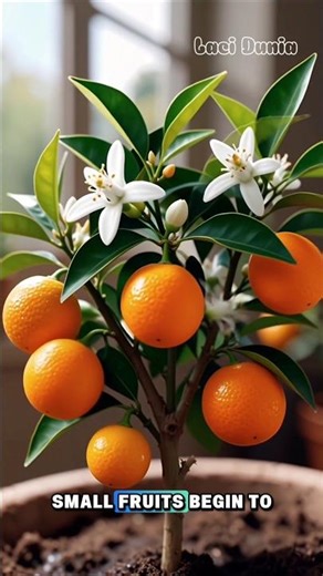 Mini Orange Plant Life Cycle: From Seed to Fruit #shorts #timelapse #fyp #fruits #orange