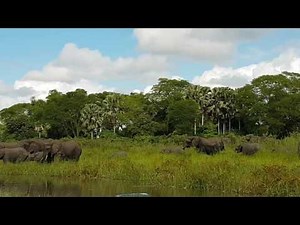 Monster Croc vs Elephant