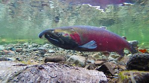 Sockeye Salmon: 9 Surprising Facts about a Vagabond Salmon