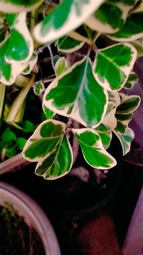 butterfly variegated ficus#bonsai plant #nature #gardeningvideos #youtubeshorts