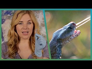 EXPERIMENT! How Snake Venom Kills You | BBC Earth Explore