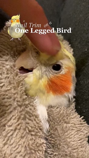 Gentle Nail Trim for a One-Legged Cockatiel