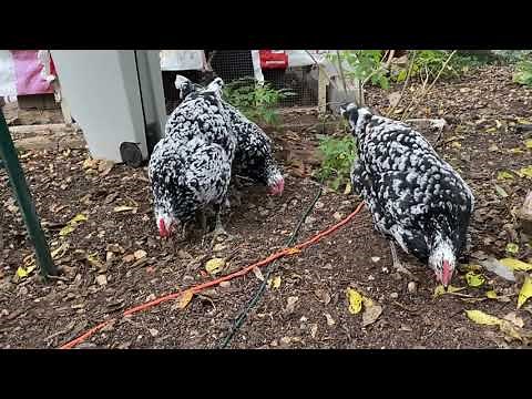 How to Integrate New Chickens to Your Backyard Flock