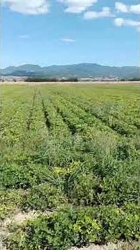 ΦΙΣΤΙΚΙΑ ΠΟΤΙΣΜΑ ΜΕ ΜΠΕΚ ΤΕΧΝΙΚΗ ΒΡΟΧΗ 2017