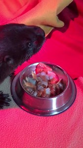 3K views · 270 reactions | We have a lunchtime #pupdate for you! Our female baby otter has moved on from milk and is now eating solid fish! She is doing well despite this weekend’s tragedy. She has taken to keepers and gets excited when we enter, burrows under blankets to play hide and seek and is gaining weight. These are all good signs. We will continue to update you as she progresses, check back soon. | Wildlife Prairie Park | Facebook
