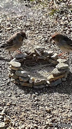 Killdeer Create Perfect Pebble Ring Nest #timelapse #nest #birds #nature