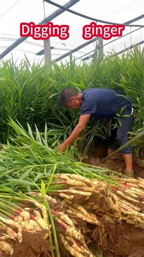 Ginger Extraction That Looks Like ASMR