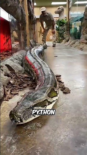 Top 5 Biggest Snakes in the World #facts​ #animals​ #wildlife​