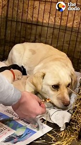 12M views · 10K reactions | Watch this feral, pregnant dog become a nap buddy for her human siblings ❤️ | The Dodo | Facebook