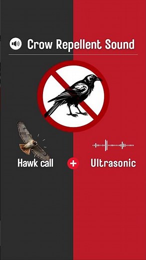 Crow Repellent Sound (30s). Hawk Call and Ultrasonic Sound. #Shorts