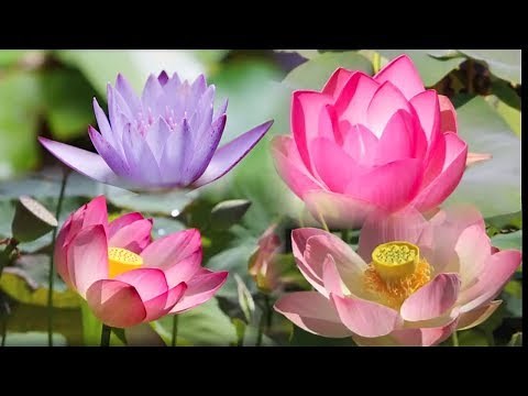 Lotus Flower Blooming Time Lapse Fast Motion - Instrumental Music