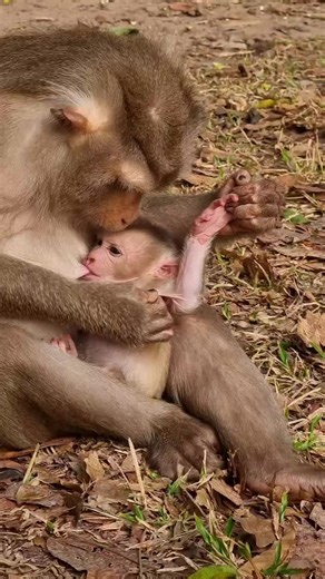 Adorable Baby Monkeys - Learn and Enjoy!