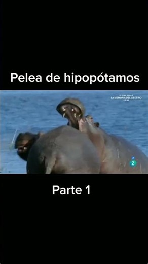 The Most Dangerous Hippopotamus Battle Ever Filmed