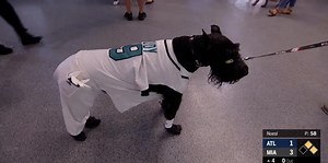 Dog wears full baseball uniform at Marlins game
