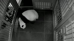 9.1K views · 145 reactions | Giant panda Shin Shin  has given birth to twin cubs at Ueno Zoo, the first panda birth there in four years and the first twin panda birth they've ever had https://reut.rs/3y0pPof | Reuters | Facebook