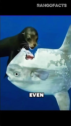 This Fish That Doesn’t Feel Pain #ocean #fish