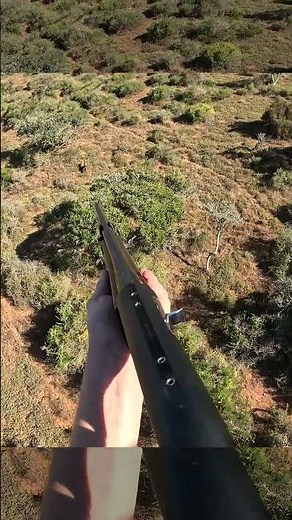 Folding Coyote With a 12 Gauge Shotgun!! #helicopterhunting