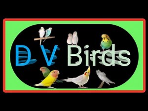 Love birds #Birds Live