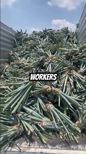 How Agave Becomes Mexico’s Iconic Tequila.