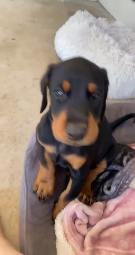 Very healthy and lovely pups | Elite Doberman Puppies