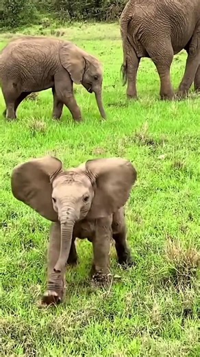 Baby Elephant Doesn’t Know How to Use Its Trunk 🐘😂 | Cute & Funny Facts #shorts #funny #trending