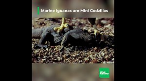 From the Amazon to the Andes, South America has some beautiful scenery. From guanacos sparring over grassland, to marine iguanas head-butting over a beachhead, to home-stealing hermit crabs, the quest for real estate causes a lot of conflict. | Love Nature